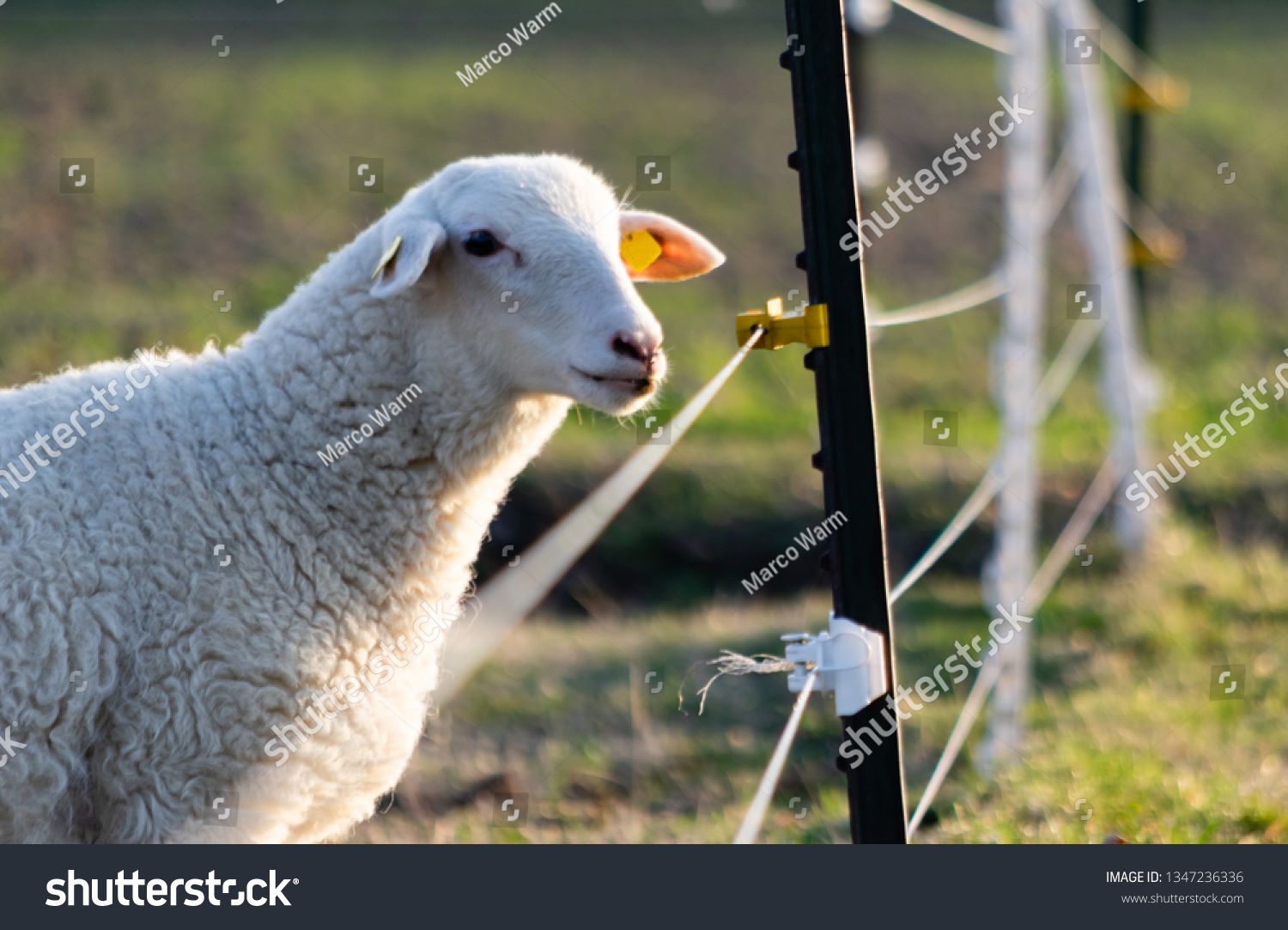 Pročitajte više o članku Kako odabrati električnog pastira?